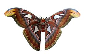 pin by cecile dumont on animaux insectes atlas moth moth stock images