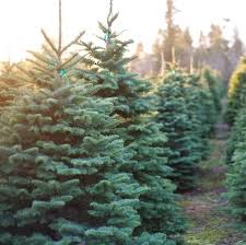 Maybe you would like to learn more about one of these? 50 Best Christmas Tree Farms In America Where To Buy A Christmas Tree Near Me
