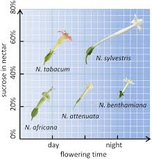 Propagating petunia cuttings and save money tip. Frontiers Nectar Sugar Modulation And Cell Wall Invertases In The Nectaries Of Day And Night Flowering Nicotiana Plant Science
