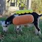 Halloween Goat Yoga Party at Blue Heron Farm event image