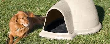 The 7 Best Igloo Dog Houses Reviews Buying Guide 2020