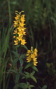 Image result for Lysimachia angustiloba