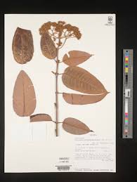 Image result for Harungana madagascariensis