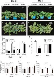 Kaufland, carrefour, cora, profi, auchan, penny, lidl și mega image au anunțat programul pentru sărbătorile 2019/2020. Characterization Of The Main Magnesium Transporters Mediating Different Mg Translocation From Root To Shoot Between Mg Tolerant And Mg Sensitive Brassica Napus Cultivars Under Magnesium Deficiency Stress Springerlink