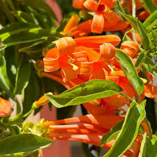 Image result for Pyrostegia