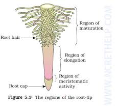 We did not find results for: Morphology Of Flowering Plants Class 11 Notes Download In Pdf