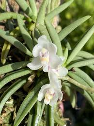Image result for Bonatea pulchella