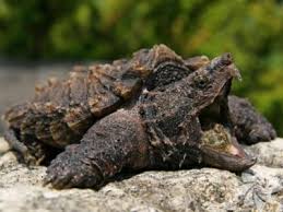 Tam Olarak Hangi Hayvanin Ozelliklerini Tasidigini Merak Edenlerin Bence Si Burcunuza Gore Hangi Hayvansiniz Kizlarsoruyor