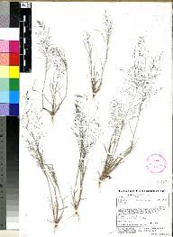 Image result for Eragrostis aethiopica