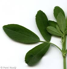 Image result for Medicago laciniata