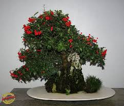 Bonzai Penjing Nepal Firethorn In Fruit Pyracantha Crenulata Rosaceae Donor Wu Yee Sun Of Hong Kong 45 Years Old C20091124 051 Bonsai Garden Trees To Plant Bonsai Tree