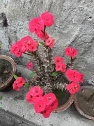 Image result for Euphorbia rubriflora