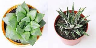Conveniently shipped to your home. How To Identify Different Types Of Succulent Part Ii Aloe Agave Gas Succulents Box