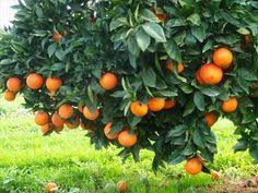 Also called heritage fruit trees, antique fruit trees. 12 Orange Tree Ideas Orange Tree Fruit Trees Plants