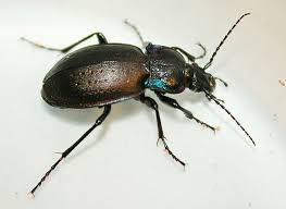Ground Beetle Species Carabus Nemoralis Ground Beetles Are Beneficial Insects Eating Small Grubs Slugs Snails And Various Pests Beneficial Insect Insectes