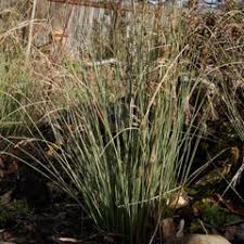 Image result for Juncus punctorius