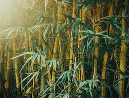 Bamboo is one of the most exploited plants on the planet because its cultivation doesn't require too much effort. How To Plant Bamboo Trees The Tree Center