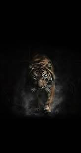 Pin By Snobink On Iphone Wallpaper Wild Animal Wallpaper Tiger Pictures Tiger Images