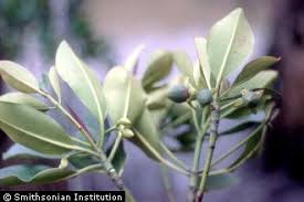 Image result for Rhizophora mucronata