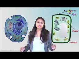 Maybe you would like to learn more about one of these? Difference Between Plant And Animal Cell Are Explained In Detail