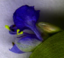 Image result for Commelina nyasensis