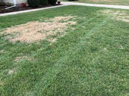 There is greater potential for injury on zoysiagrass than on tall fescue from fenoxaprop or. How To Deal With Dormant Bermuda In Fescue Pplm 804 530 2540