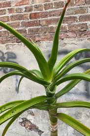 Image result for Aloe barendii