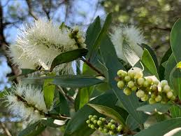 Image result for Melaleuca quinquenervia