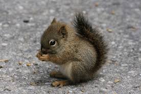 Baby Squirrels Adorable Facts Worth Knowing