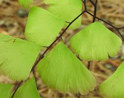 Image result for Adiantum schweinfurthii