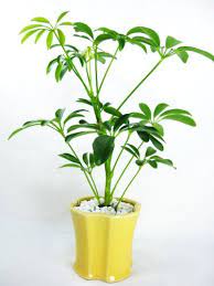 Caring For Schefflera Umbrella Plant Arboricola Amate Umbrella Plant Plants Schefflera Tree