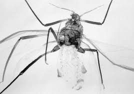 Image result for Landolphia incerta