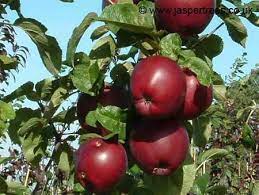 (2014) the heritage apples of ireland, hudson killeen, dublin. Buy Spartan Mini M27 Online Crj Fruit Trees Nursery Uk