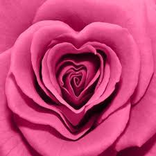Rose Noun And Adjective Rose Pink Beautiful Roses
