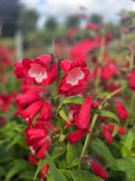 Image result for Penstemon hartwegii