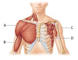 While most people will pull a muscle in their lower backs at some point, these injuries usually heal within several days. Bmd 114 10c Hw Flashcards Easy Notecards