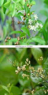 Image result for Lawsonia