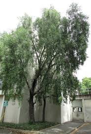 Image result for Maytenus chasei