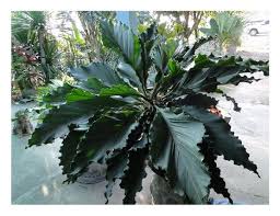 หน าว ว บ ลล งก เจ าส ว ล กษณะ หน าว วเป นไม อาย หลายป อวบน ำลำต นตรง โดยจะม การแตกหน อเล อยม การเจร ญยอดเด ยว เม อยอดเจร ญส งข นอาจพบร จ ดสวน สวน ต นไม