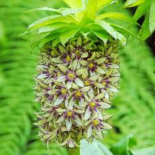 Image result for Eucomis