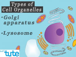 Check spelling or type a new query. Class 9 Biology Cell Organelles And Their Functions Golgi Apparatus Lysosomes Video By Let S Tute