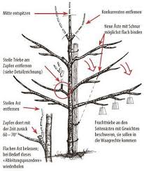 Obstbaumschnitt Die 10 Wichtigsten Tipps Und Regeln In 2020 Fruit Trees Cherry Fruit Tree Pruning Fruit Trees