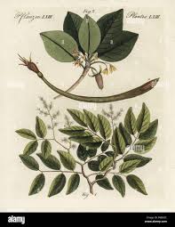 Image result for Copaifera
