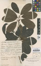 Image result for Manilkara obovata