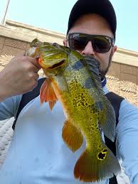 Where to catch Peacock Bass in Fort Myers or Miami?