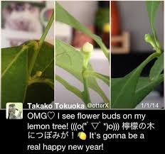 Check spelling or type a new query. Holy Crap There S A Flower Bud On My Lemon Tree Otterx