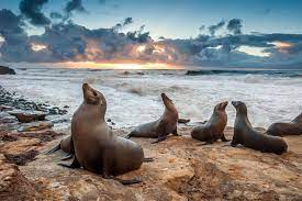 Did You Know These Animals Are Endangered? - Endangered Animal Species