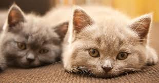 It is a precursor to produce msg. Feline Inflammatory Bowel Disease Nature And Treatment