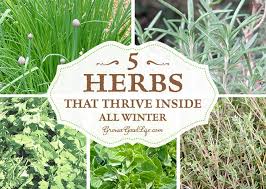 Mimicking natural sunlight, it illuminates for 16 hours a day and then turns off for 8 hours at night. Grow Herbs Indoors 5 Herbs That Thrive Inside