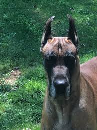 Maybe you would like to learn more about one of these? Grant S Gorgeous Great Dane Puppies Home Facebook